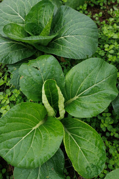 Green pakchoi crops growing in vegetable garden