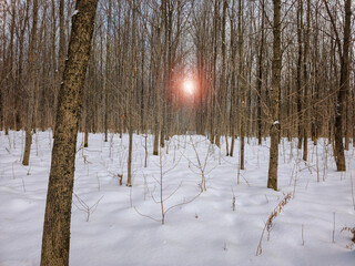 trees in the snow