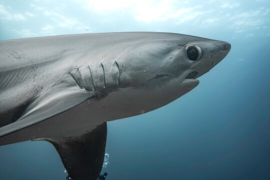 Thresher shark