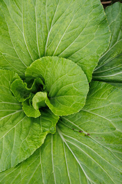 Green pakchoi crops growing in vegetable garden
