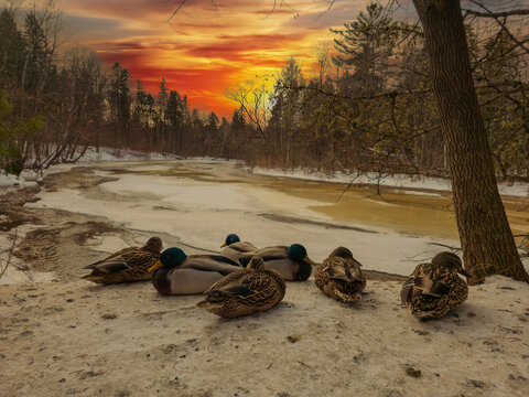 ducks in the snow