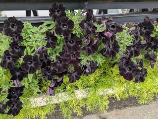 Black petunias on the bridge fence.