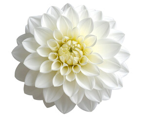 White dahlia flower
