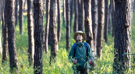 Obraz premium Asian hiker is using trekking pole while exploring in pine forest for surveying and discovering the rare biological diversity and ecologist on the field study concept