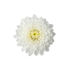 白い菊の花（上から見た図）