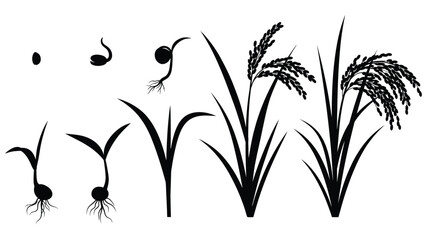 The life cycle of a rice plant from seed to mature grain © Hasina