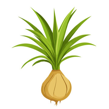 A Minimalistic 2D flat icon featuring a yucca root set, clean vector design, simple illustration style, isolated on a white background, and modern elements in vector and EPS format. simple icon