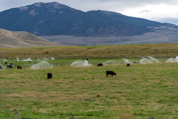 Cattle in field in Idaho with irrigation system mountains