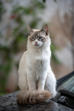 Chat de goutti&egrave;re aux yeux bleus assis sur une voiture
