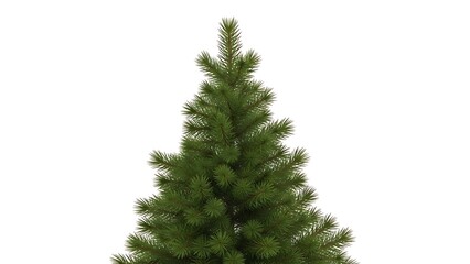 静かな背景に明るい光の中の緑豊かな常緑樹の梢