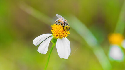 Hoverfly Pollinating a White Wildflower on Green Background