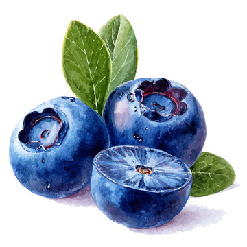 Watercolor vector illustration of Bilberry Slices, isolated on white background.