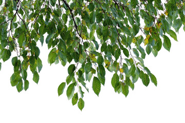Lush leafy tree branches cascade down, isolated on a black background