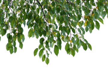 Lush leafy tree branches cascade down, isolated on a black background