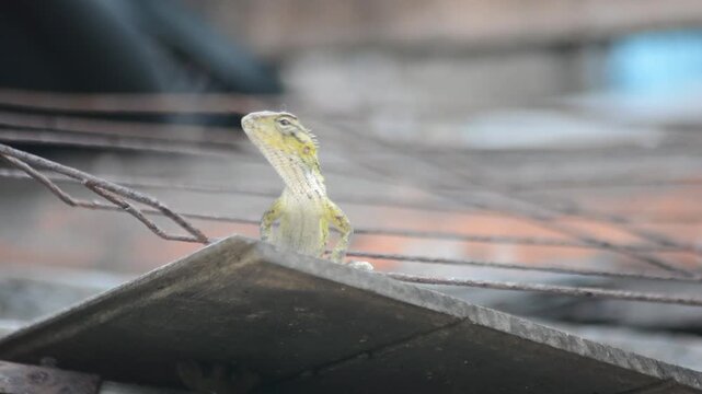 Oriental Garden Lizard Perched on a Rooftop Tile Against a Background of Rusty Wire Mesh, Urban Wildlife Close-up