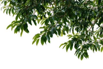Green foliage hangs over black; leaves are glossy and dark
