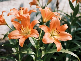 Obraz premium Bright orange lilies contrast beautifully with deep green foliage and variegated leaves