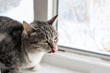 Tabby Cat Licking Nose by Window