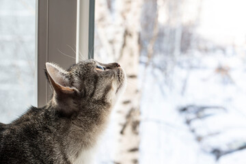 Tabby Cat Looking Out Window in Winter. Cat watches birds outside the window.