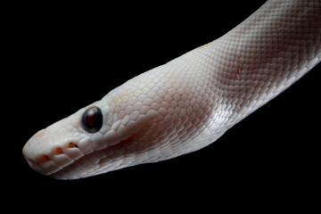 Closeup head white leucistic ball python snake on isolated background, Closeup royal python, White ball python on black background, Blue-eyed leucistic python with dark background