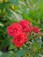Beautiful fresh roses in nature. Natural background, large inflorescence of roses on a garden bush