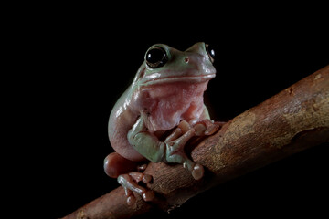 Dumpy frog "litoria caerulea" on branch, Dumpy frog on branch isolated on black background, Tree frog on branch, amphibian closeup