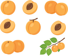 Apricot illustration set, ripe fresh apricots whole sliced with leaves, summer fruit collection isolated on white background, cartoon vector icons