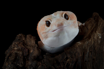 African fat-tailed gecko on wood, African fat-tailed gecko isolated on black background, Close-up amelanistic african fat tail gecko
