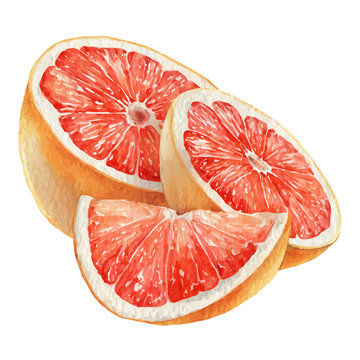 Pomelo Slices in watercolor style, vector illustration, isolated on white background.