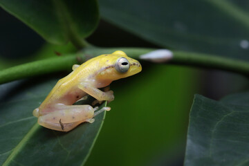 Feihyla vittiger or golden dwarf tree frog on green leaves
