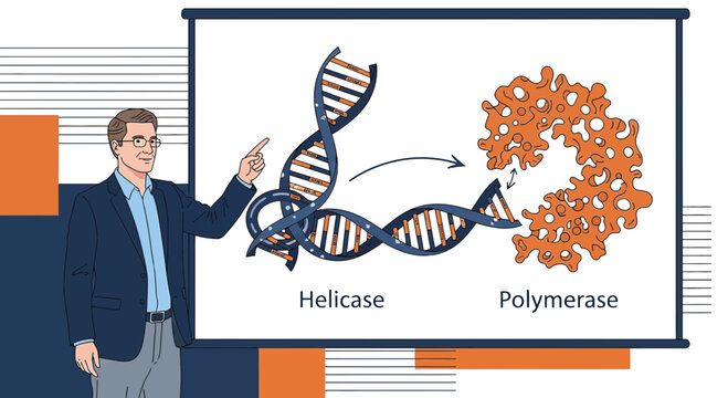 Illustration depicting helicase unwinding DNA and polymerase, demonstrating fundamental molecular