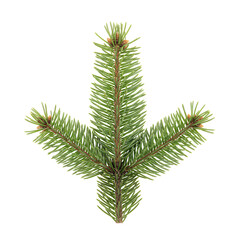 リアルな松の枝