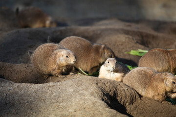 Prairie Dogs Sitting Together in Sunlight