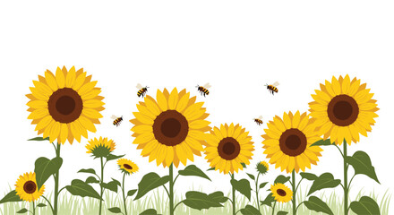 Naklejka premium Field of bright yellow sunflowers growing in green grass with several honey bees flying around under a clear white sky in summer.