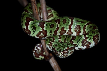 Tropidolaemus laticinctus closeup on branch, Viper snake Tropidolaemus laticinctus closeup on isolated background, Indonesian viper snake