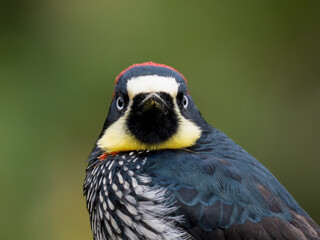 Fototapeta premium Eichelspecht (Melanerpes formicivorus)