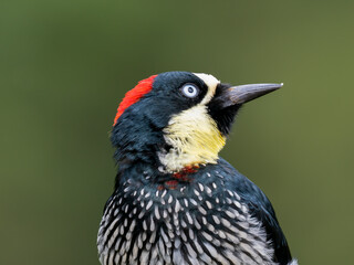 Fototapeta premium Eichelspecht (Melanerpes formicivorus)