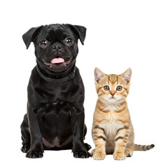 Fototapeta premium A cheerful black pug dog with a pink tongue and a small orange and white tabby kitten, gazing forward against a transparent studio background, concept of interspecies friendship and cuteness