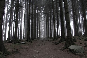 Fototapeta premium Misty path leads through a dense, tall, dark forest