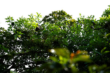 Bonsai tree, green leaves, isolated on a white background Natural objects