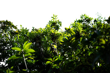 Bonsai tree, green leaves, isolated on a white background Natural objects