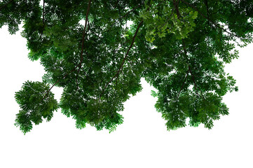 Bonsai tree, green leaves, isolated on a white background Natural objects