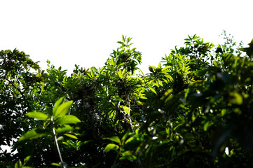 Bonsai tree, green leaves, isolated on a white background Natural objects