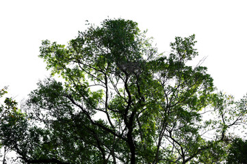 Bonsai tree, green leaves, isolated on a white background Natural objects