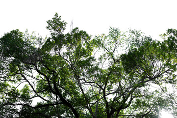 Bonsai tree, green leaves, isolated on a white background Natural objects
