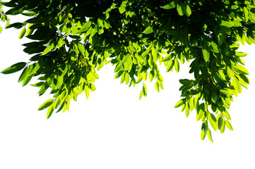 Bonsai tree, green leaves, isolated on a white background Natural objects