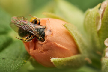Insect perched on vivid orange petals