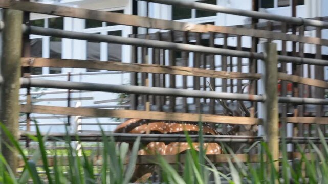 Spotted Deer with Antlers Walking Behind a Wooden and Metal Fence in a Captive Enclosure