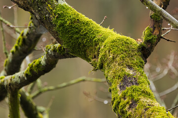 Thick branch covered in moss, branches turned green by moss growth, bark full of moss, thin bare branches, bryophytes