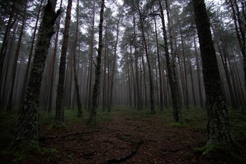 Obraz premium Misty evergreen forest path under gray sky